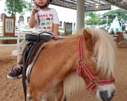 Пипо Пони поездка Тайланд 10