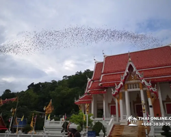 Тур Земля Королей и Альпака-Парк в Тайланде - фото поездки 46
