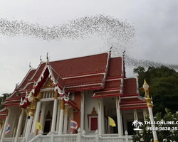 Тур Земля Королей и Альпака-Парк в Тайланде - фото поездки 236