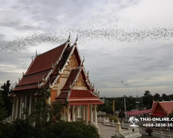 Поехать на экскурсию Земля Королей и Альпака-Парк из Бангкока можно ли