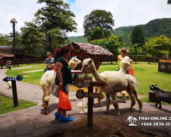 Тур Земля Королей и Альпака-Парк в Тайланде - фото поездки 208