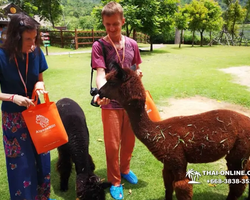 Тур Земля Королей и Альпака-Парк в Тайланде - фото поездки 164