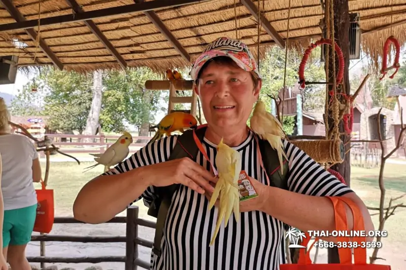 Альпака Парк экскурсия в Паттайе, однодневная тур программа Земля Королей и Альпака-Парк в Тайланде с компанией Seven Countries - фото 3