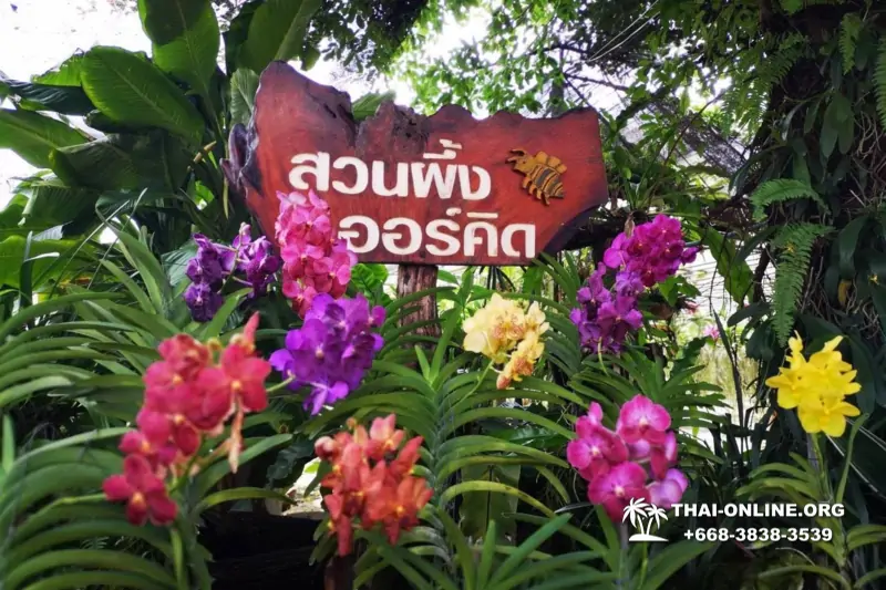 Тур Земля Королей и Альпака-Парк в Тайланде - фото поездки 170