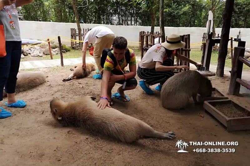 Альпака Парк экскурсия в Паттайе, однодневная тур программа Земля Королей и Альпака-Парк в Тайланде с компанией Seven Countries - фото 22