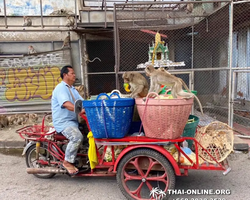 Турпоездка Сила Жизни в Тайланде Thai-Online Паттайя фото 381