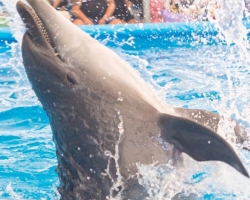 Тур в новый дельфинарий в Тайланде - фото поездки Seven Countries 100