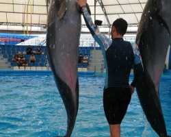 Тур в новый дельфинарий в Тайланде - фото поездки ТО30