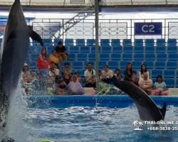 Тур в новый дельфинарий в Тайланде - фото поездки ТО38