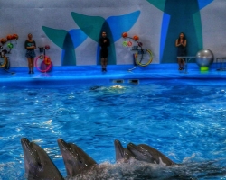 Тур в новый дельфинарий в Тайланде - фото поездки ТО39