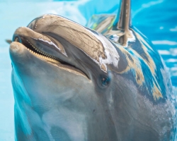 Тур в новый дельфинарий в Тайланде - фото поездки Seven Countries 115
