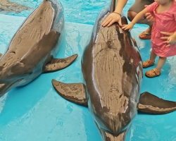 Тур в новый дельфинарий в Тайланде - фото поездки ТО37