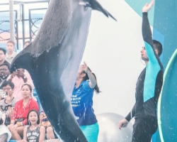 Тур в новый дельфинарий в Тайланде - фото поездки Seven Countries 48