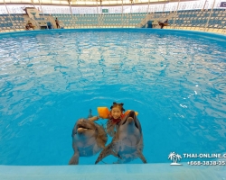 Тур в новый дельфинарий в Тайланде - фото поездки 20190010