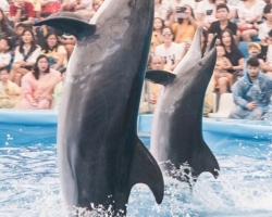 Тур в новый дельфинарий в Тайланде - фото поездки Seven Countries 50