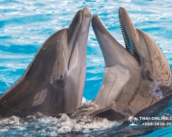 Тур в новый дельфинарий в Тайланде - фото поездки Seven Countries 85