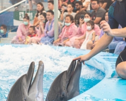 Тур в новый дельфинарий в Тайланде - фото поездки Seven Countries 94