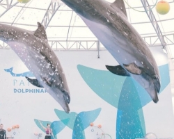 Тур в новый дельфинарий в Тайланде - фото поездки Seven Countries 78