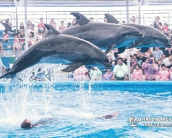 Тур в новый дельфинарий в Тайланде - фото поездки Seven Countries 61