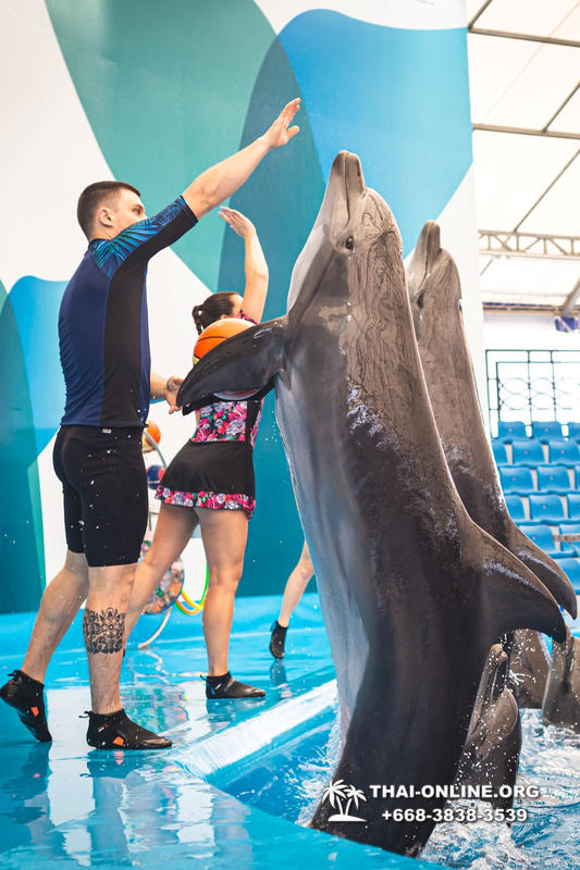 Тур в новый дельфинарий в Тайланде - фото поездки Seven Countries 106