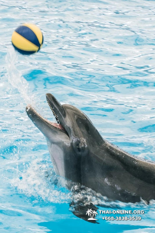 Дельфинарий Pattaya Dolphinarium экскурсия Seven Countries в Паттайе фото 42