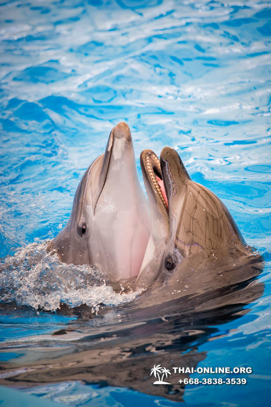 Дельфинарий Pattaya Dolphinarium экскурсия Seven Countries в Паттайе фото 48