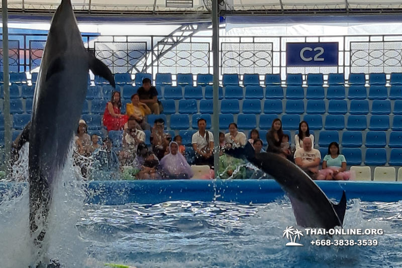Дельфинарий Pattaya Dolphinarium экскурсия Seven Countries в Паттайе фото 7