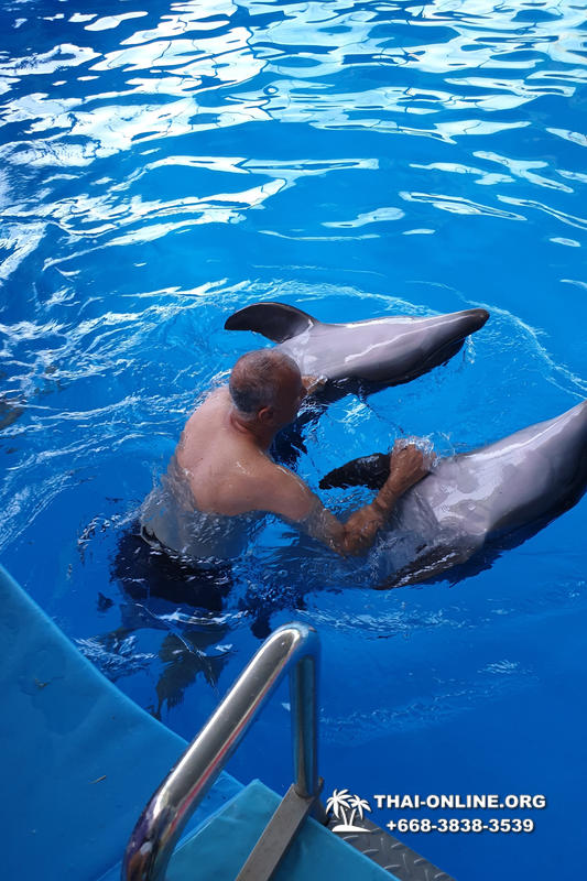 Дельфинарий Pattaya Dolphinarium экскурсия Seven Countries в Паттайе фото 4