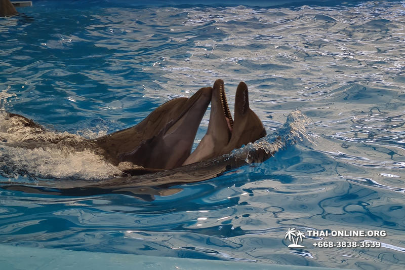 Тур в новый дельфинарий в Тайланде - фото поездки ТО32