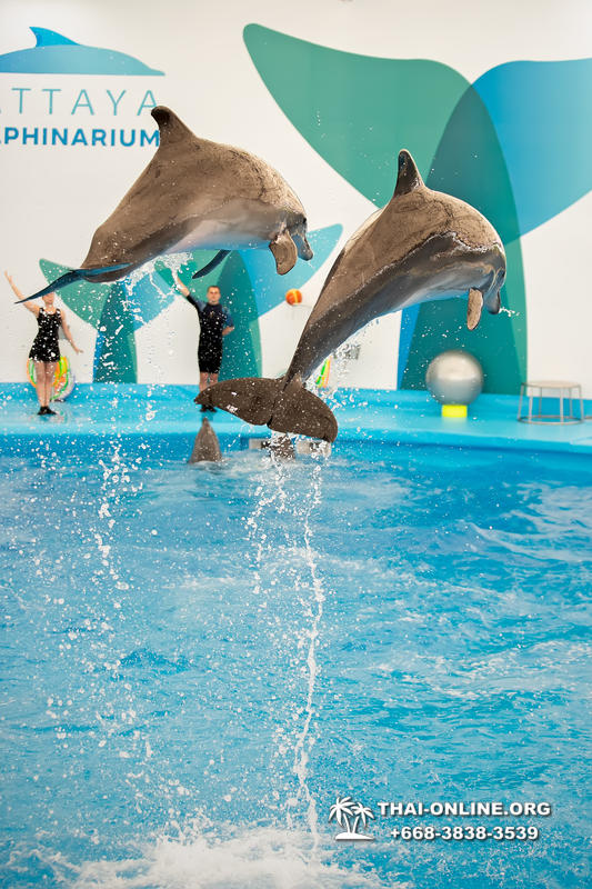Дельфинарий Pattaya Dolphinarium экскурсия Seven Countries в Паттайе фото 4