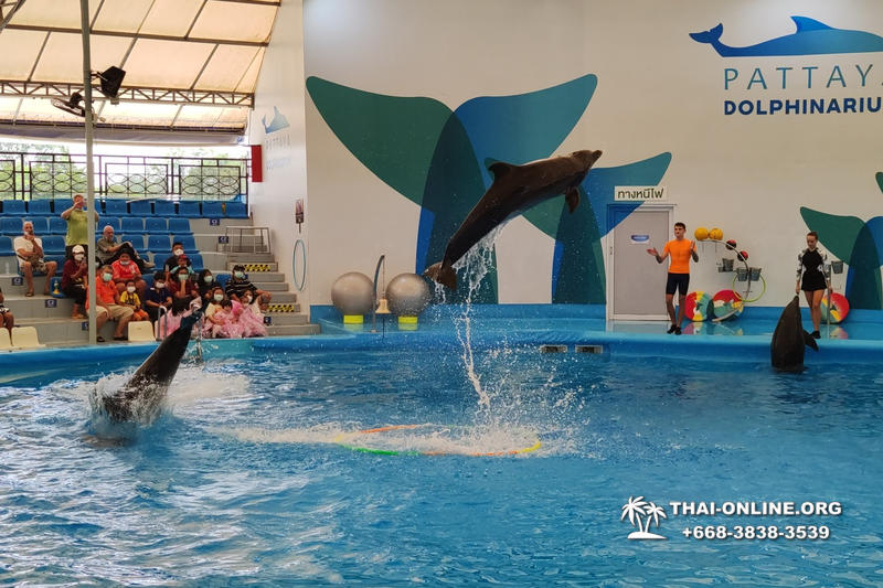Дельфинарий Pattaya Dolphinarium экскурсия Seven Countries в Паттайе фото 20