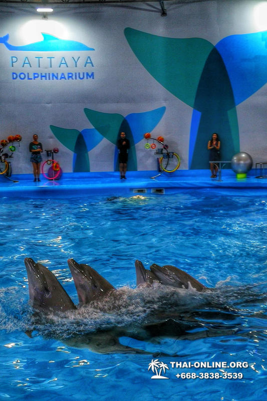 Дельфинарий Pattaya Dolphinarium экскурсия Seven Countries в Паттайе фото 10
