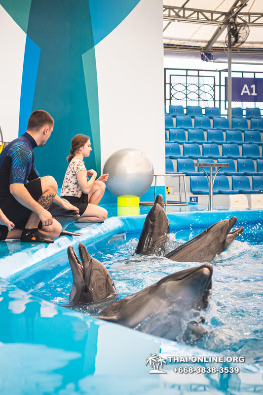 Дельфинарий Pattaya Dolphinarium экскурсия Seven Countries в Паттайе фото 7