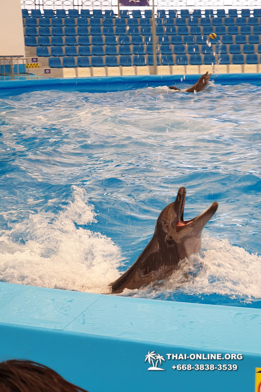 Дельфинарий Pattaya Dolphinarium экскурсия Seven Countries в Паттайе фото 6