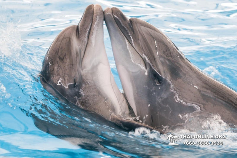 Дельфинарий Pattaya Dolphinarium экскурсия Seven Countries в Паттайе фото 25