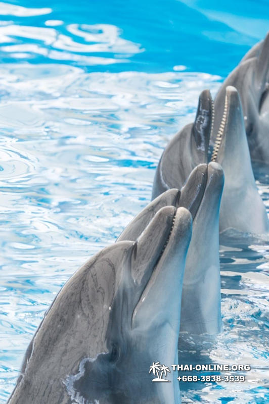 Дельфинарий Pattaya Dolphinarium экскурсия Seven Countries в Паттайе фото 18
