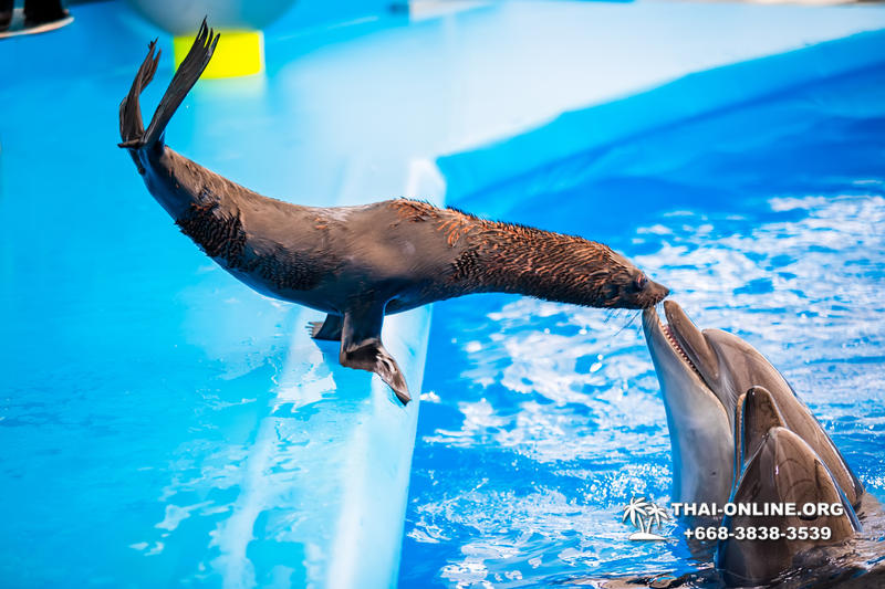 Дельфинарий Pattaya Dolphinarium экскурсия Seven Countries в Паттайе фото 37
