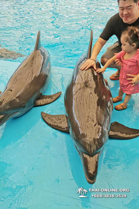 Дельфинарий Pattaya Dolphinarium экскурсия Seven Countries в Паттайе фото 13