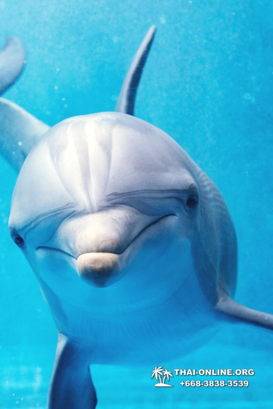 Дельфинарий Pattaya Dolphinarium экскурсия Seven Countries в Паттайе фото 9