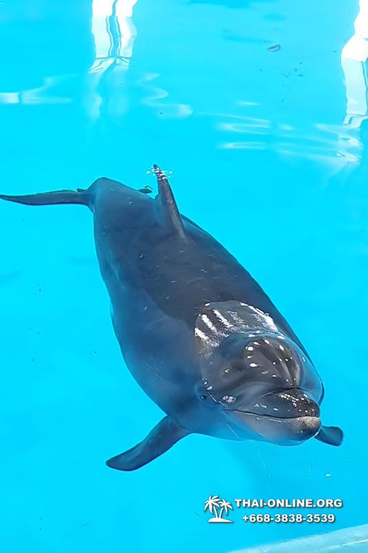 Дельфинарий Pattaya Dolphinarium экскурсия Seven Countries в Паттайе фото 2