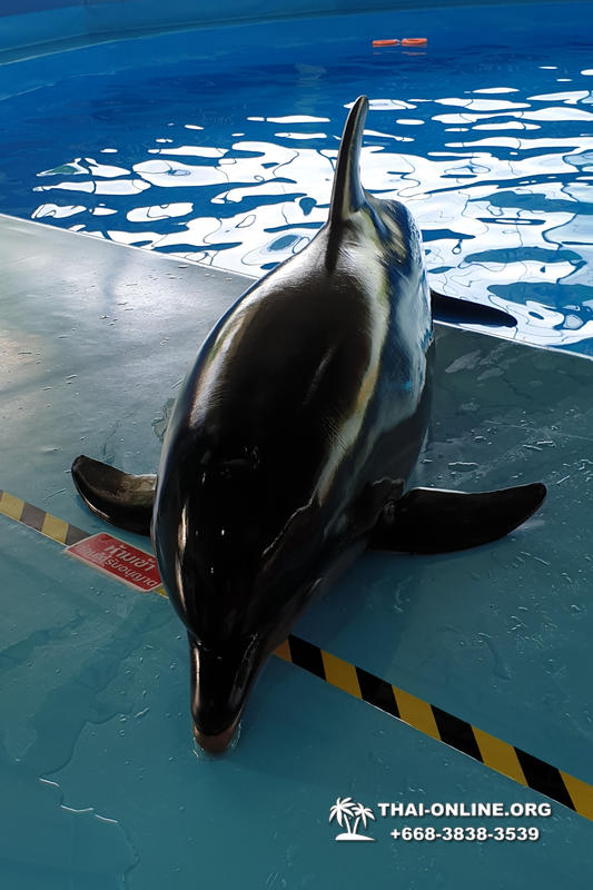 Дельфинарий Pattaya Dolphinarium экскурсия Seven Countries в Паттайе фото 2