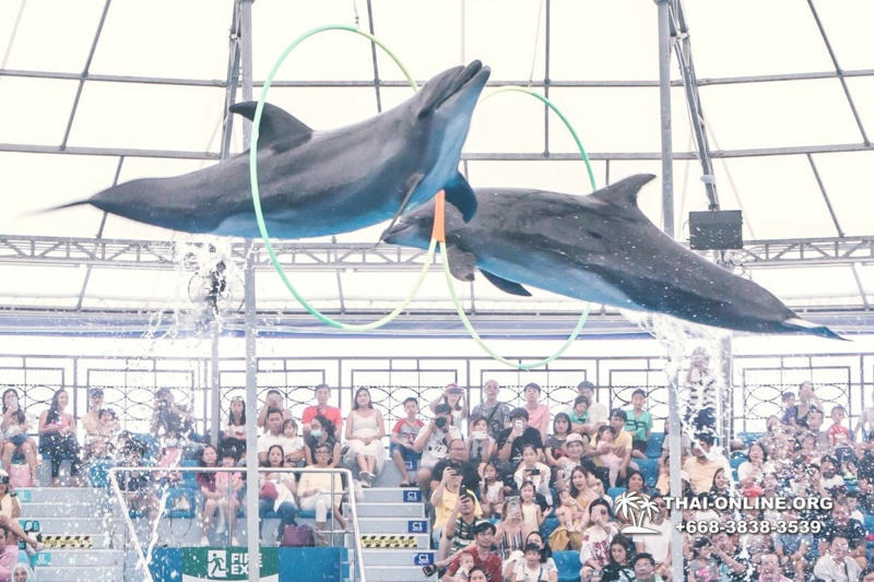 Дельфинарий Pattaya Dolphinarium экскурсия Seven Countries в Паттайе фото 19