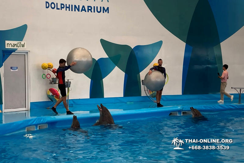 Дельфинарий Pattaya Dolphinarium экскурсия Seven Countries в Паттайе фото 3