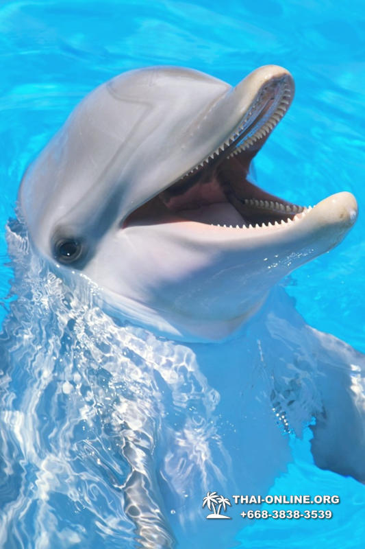 Дельфинарий Pattaya Dolphinarium экскурсия Seven Countries в Паттайе фото 11