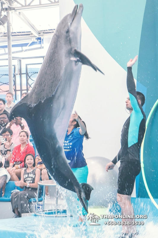 Дельфинарий Pattaya Dolphinarium экскурсия Seven Countries в Паттайе фото 12