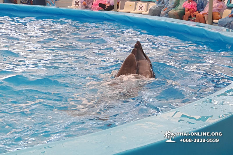 Дельфинарий Pattaya Dolphinarium экскурсия Seven Countries в Паттайе фото 9