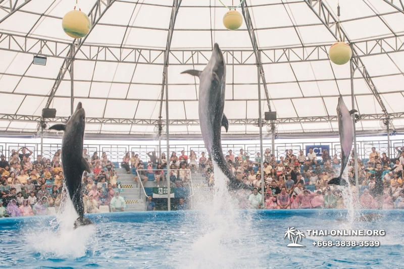 Дельфинарий Pattaya Dolphinarium экскурсия Seven Countries в Паттайе фото 21