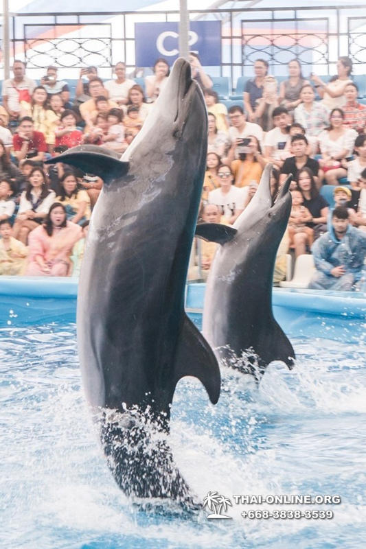 Тур в новый дельфинарий в Тайланде - фото поездки Seven Countries 50