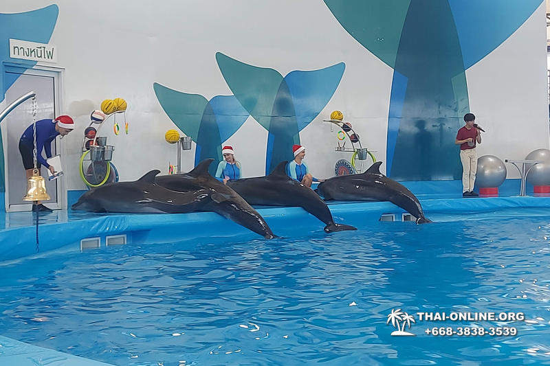 Тур в новый дельфинарий в Тайланде - фото поездки 20190018