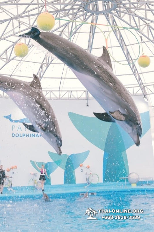 Дельфинарий Pattaya Dolphinarium экскурсия Seven Countries в Паттайе фото 46